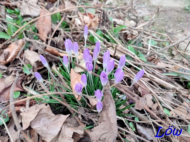 28.2.2024 - Safran - Krokusse